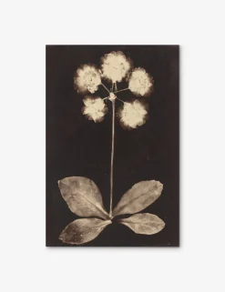 Botanical Photogram Print