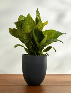 Bradford Planters by Campania International