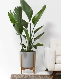 Ceramic Planter Pot + Teak Stand by LBE Design