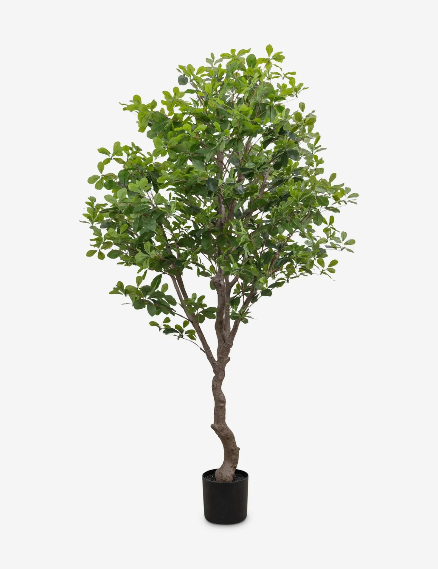 Faux Aralia Tree