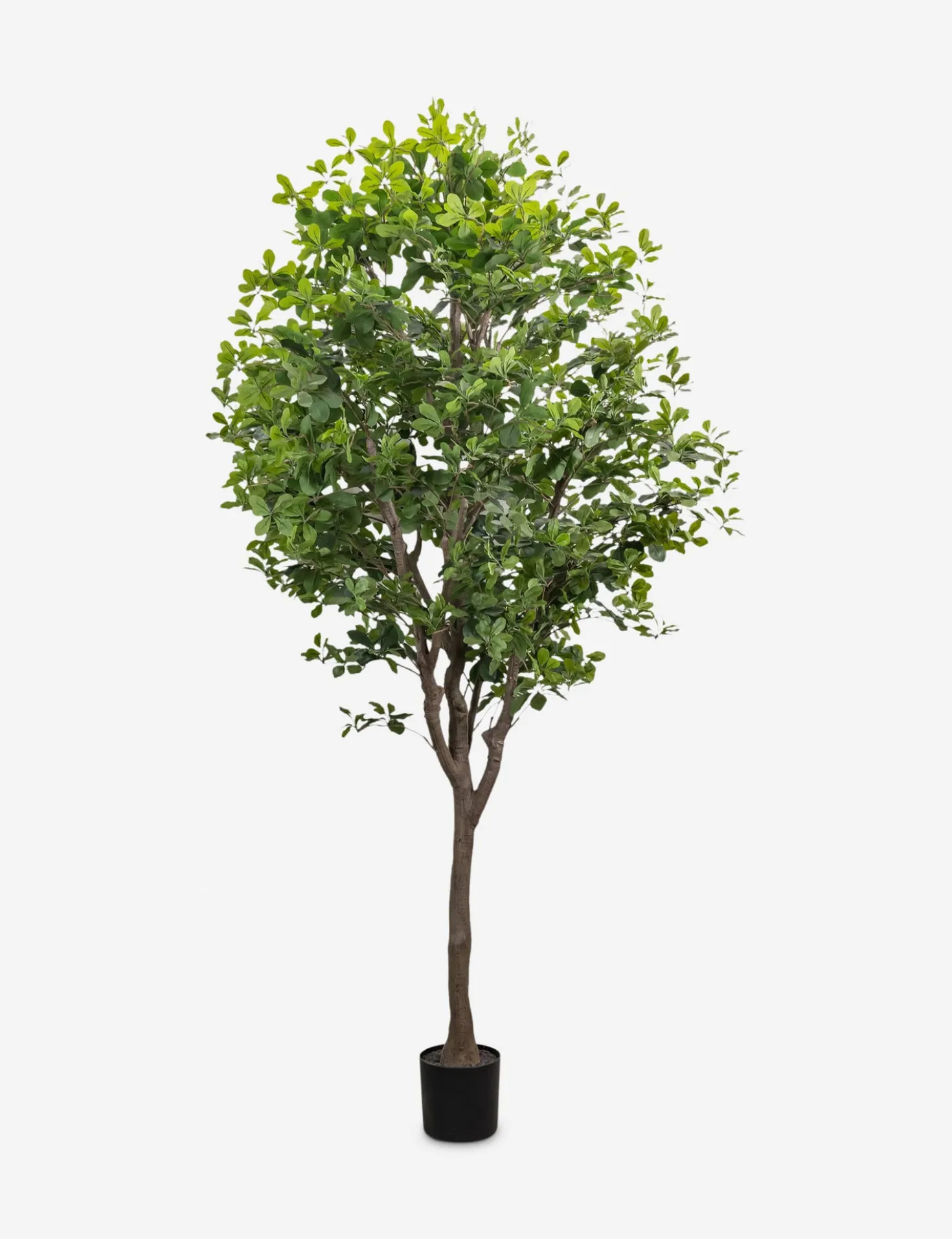 Faux Aralia Tree