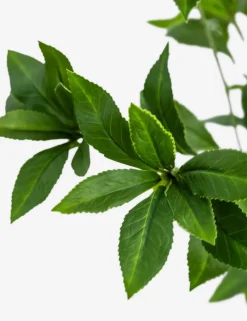Faux Pieris Tree