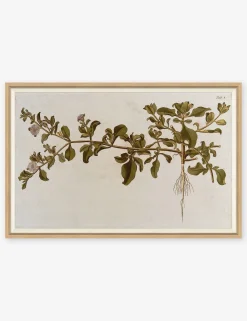Flowering Plants I Wall Art by Franz Anton Von Scheidl
