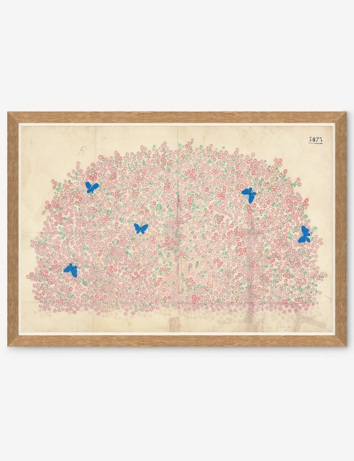 Myosotis Print by Paule Marrot