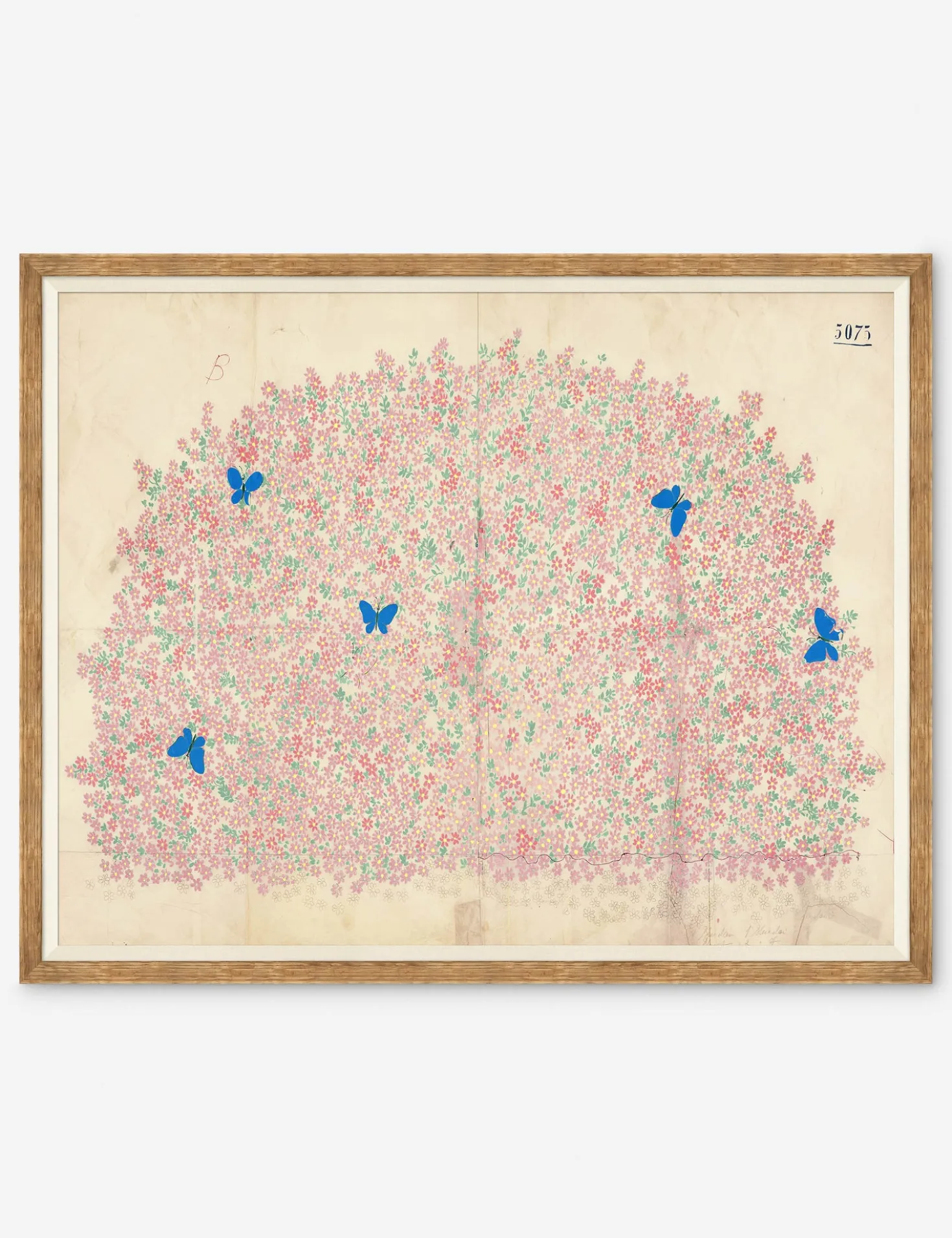 Myosotis Print by Paule Marrot