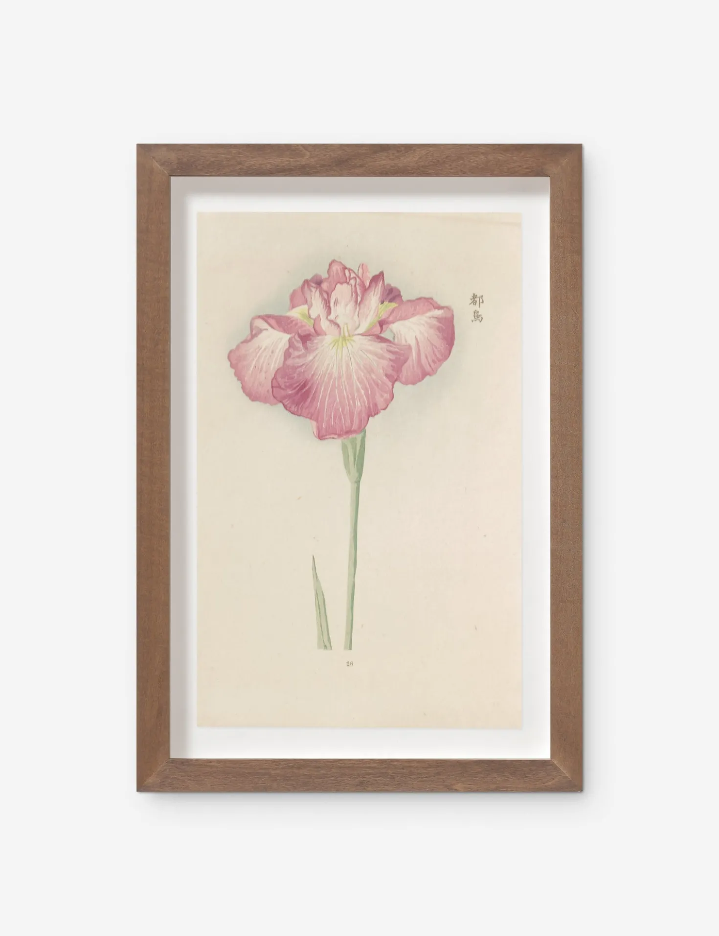 Vintage Japanese Iris No. 26 Wall Art by Miyoshi Manabu